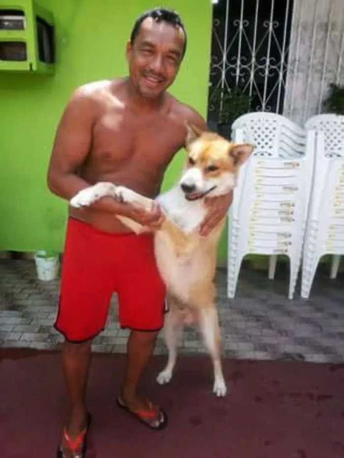 Cachorro raça Rock Seberiano com show show idade 5 anos nome Bob