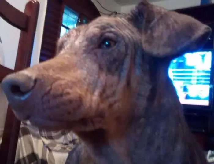 Cachorro ra a Dobermann idade 2 anos nome doguinho