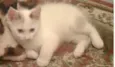 Jax