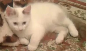 Gato raça Mestiço idade 2 a 6 meses nome Jax