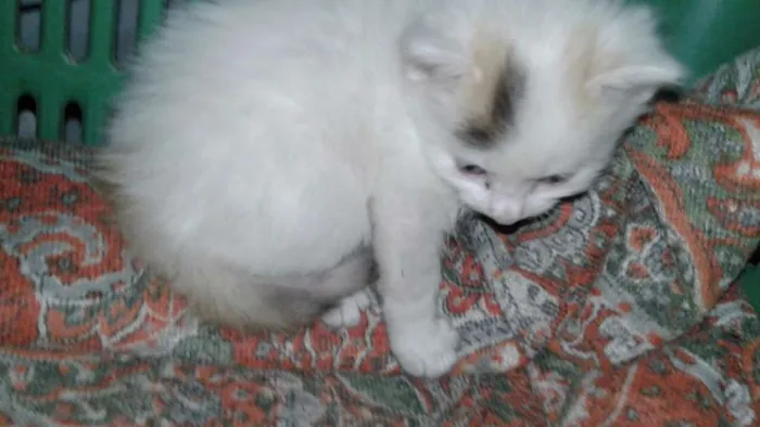 Gato raça Mestiço idade 2 a 6 meses nome Jax