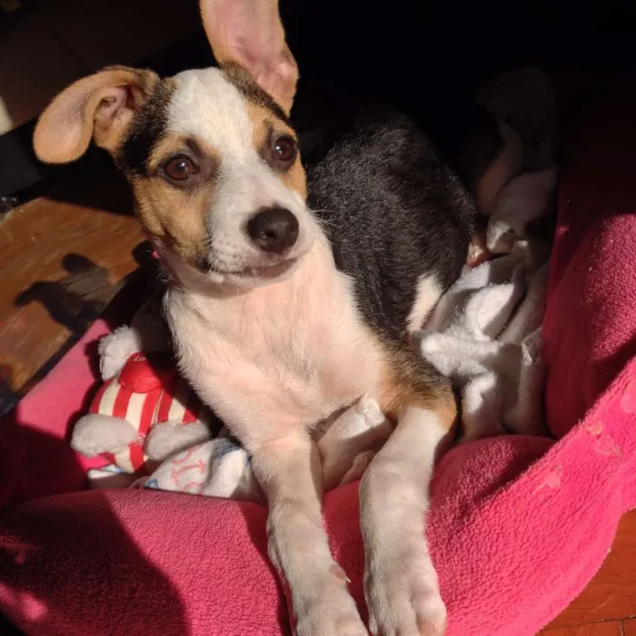 Cachorro ra a Vira lata idade 2 anos nome Tedy