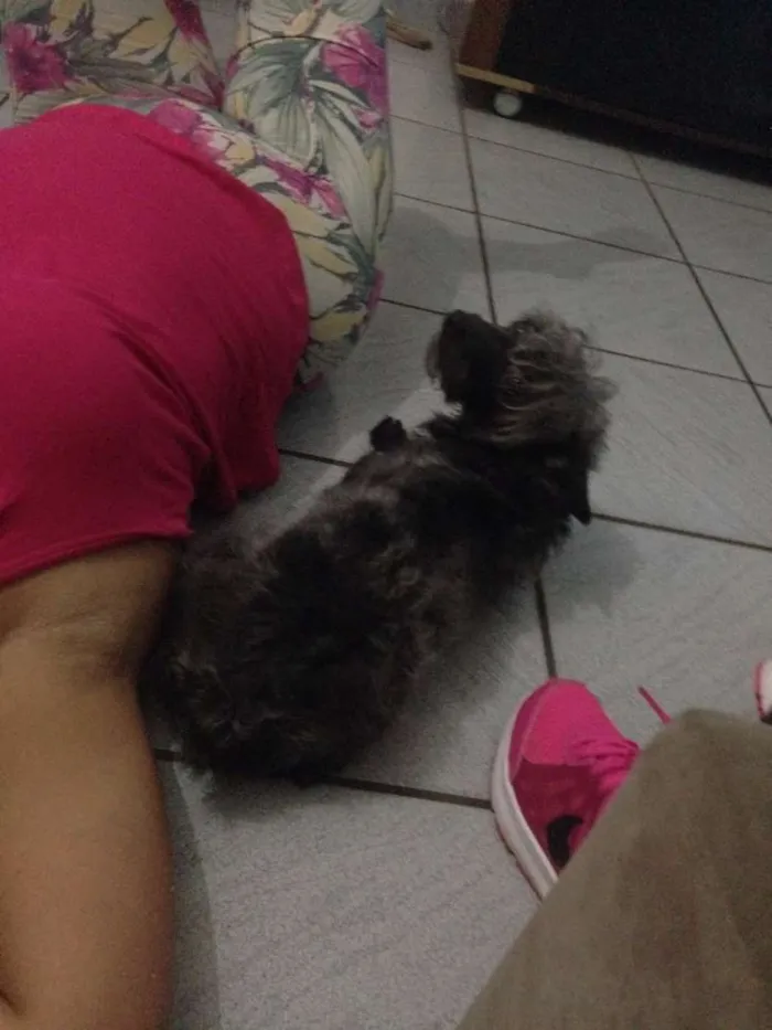 Cachorro raça mestiço  idade  nome Spaike