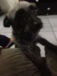 Spaike