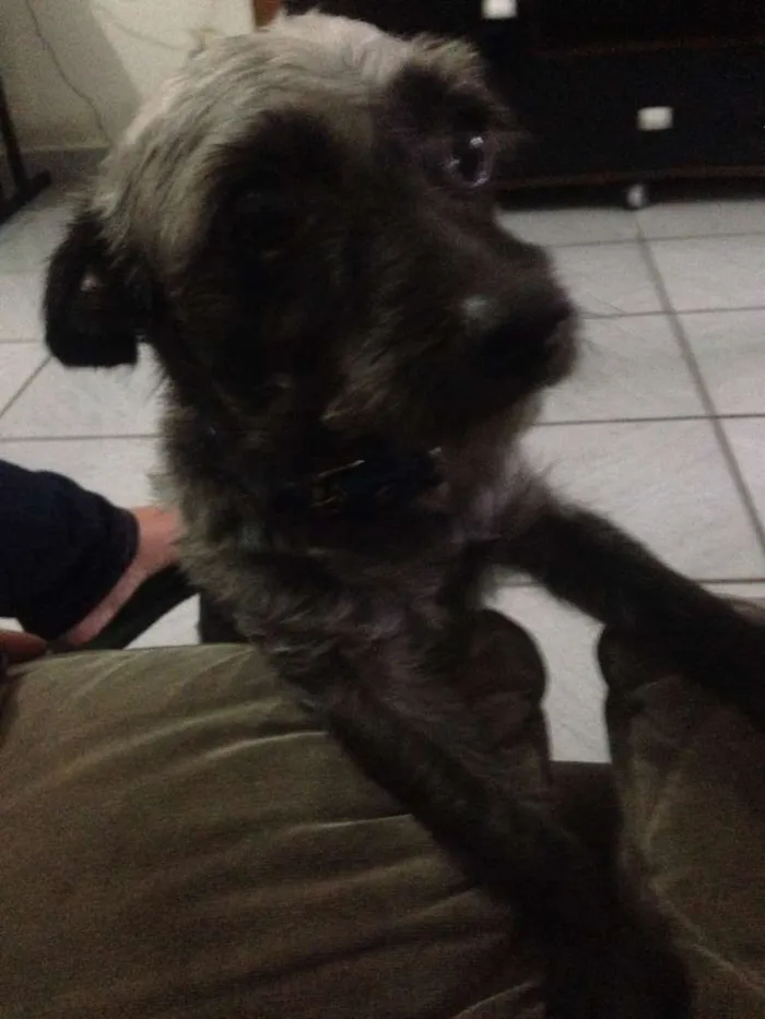 Cachorro raça mestiço  idade  nome Spaike