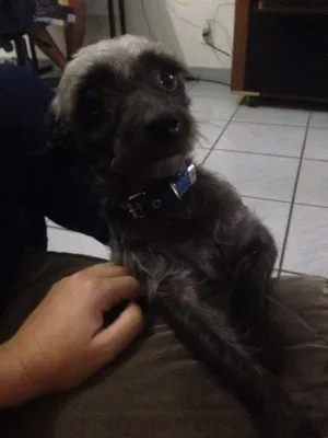 Cachorro raça mestiço  idade  nome Spaike