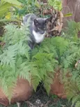 Gato