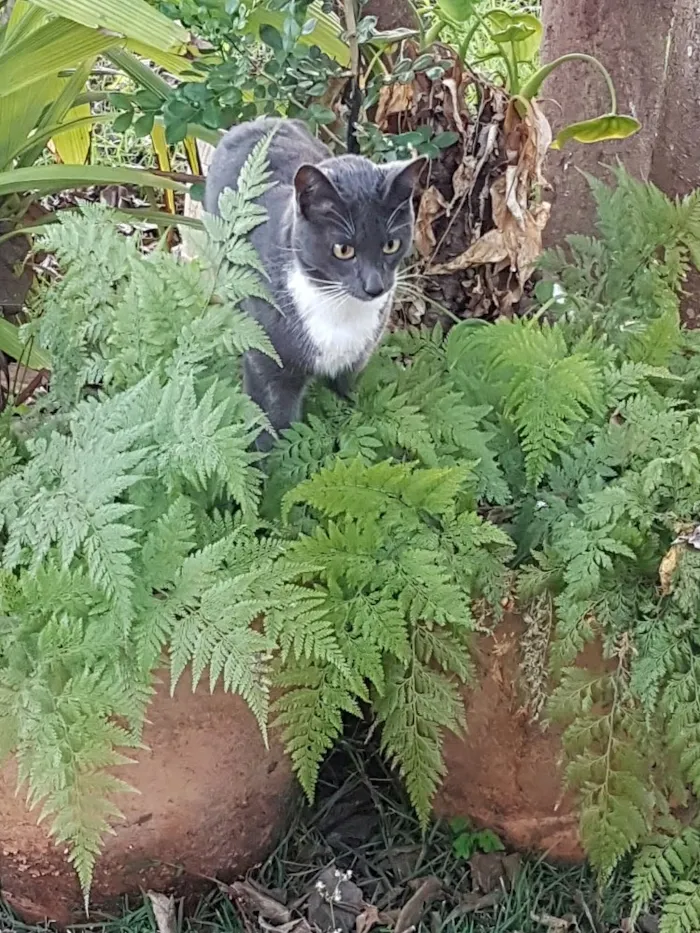 Gato ra a Azul Russo mistiço idade 1 ano nome Gato