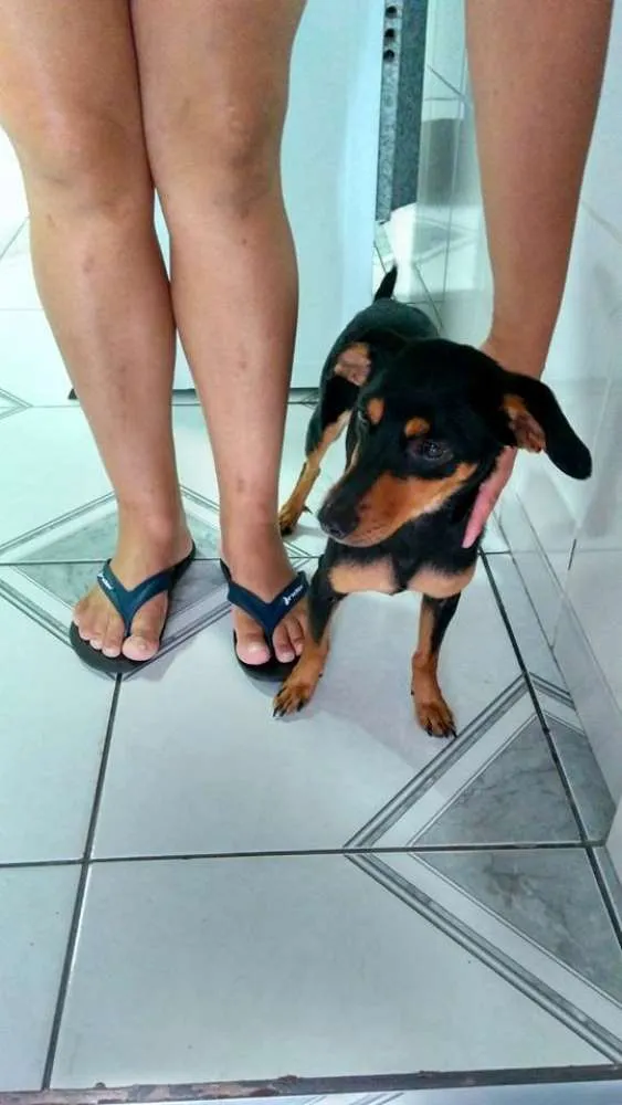 Cachorro ra a vira lata - Pinscher com Basset idade 1 ano nome JUJU