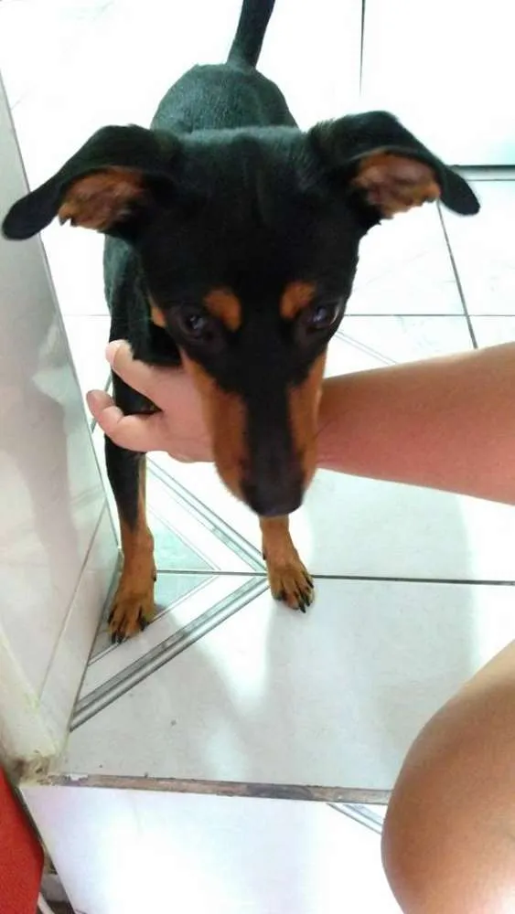Cachorro ra a vira lata - Pinscher com Basset idade 1 ano nome JUJU