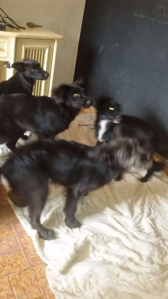 Cachorro ra a  idade 2 a 6 meses nome Neguinha