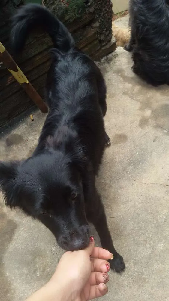 Cachorro ra a  idade 2 a 6 meses nome Neguinha