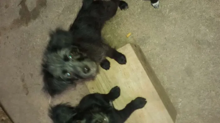 Cachorro ra a  idade 2 a 6 meses nome Neguinha