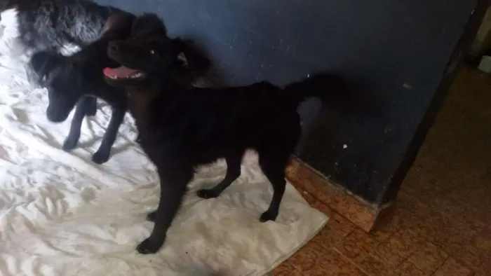 Cachorro ra a  idade 2 a 6 meses nome Neguinha