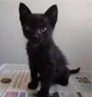 Gato raça vira lata idade Abaixo de 2 meses nome Preta