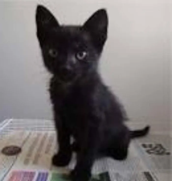 Gato ra a vira lata idade Abaixo de 2 meses nome Preta