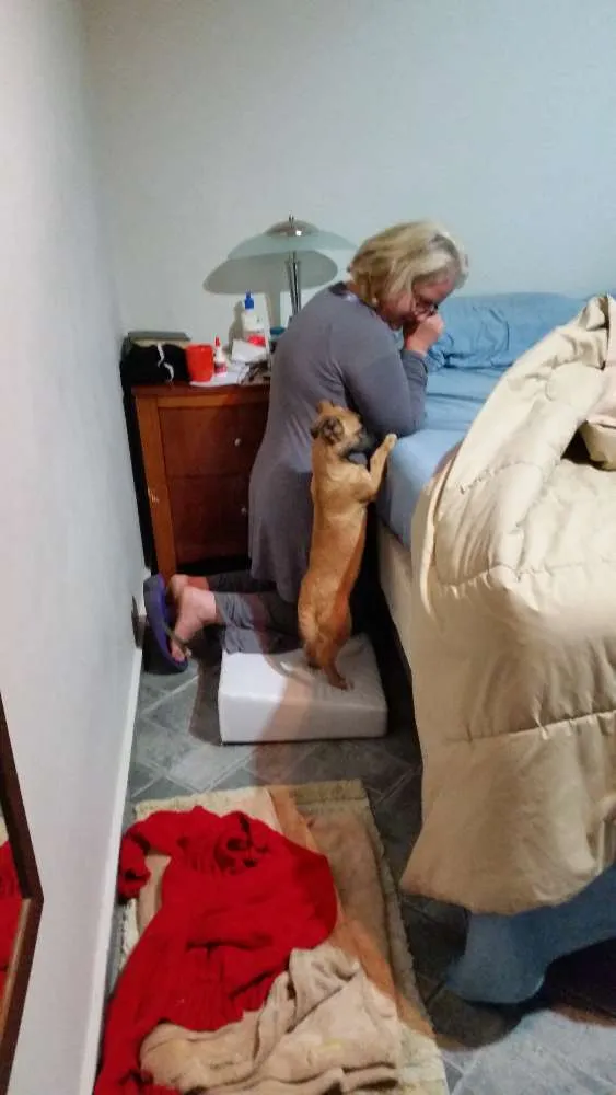 Cachorro ra a Srd idade 2 a 6 meses nome Bob