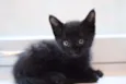 Gatos pretos da sort