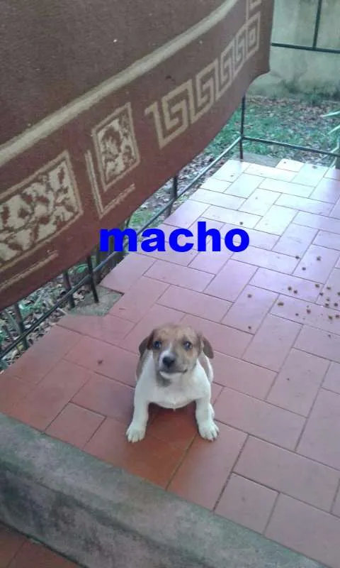 Cachorro ra a VIRA-LATA idade 2 a 6 meses nome eles não tem nome 