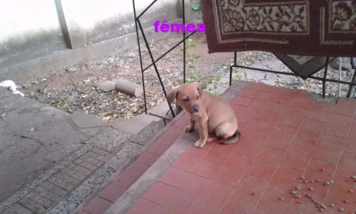 Cachorro ra a VIRA-LATA idade 2 a 6 meses nome eles não tem nome 