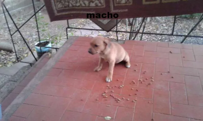 Cachorro ra a VIRA-LATA idade 2 a 6 meses nome eles não tem nome 