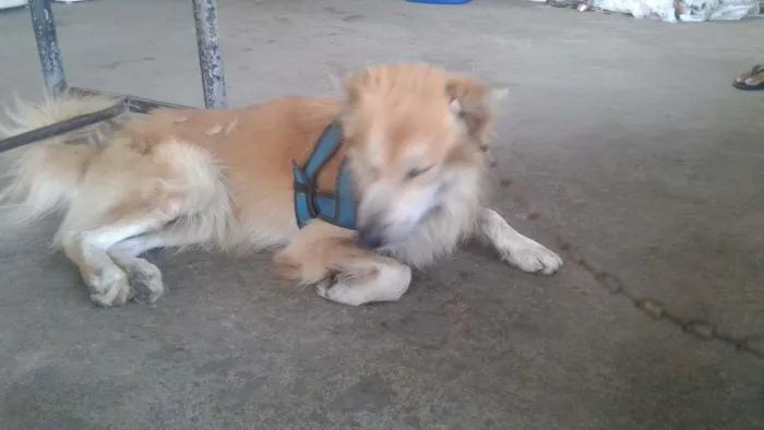 Cachorro raça Rock Seberiano com show show idade 5 anos nome Bob