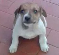 Cachorro raça VIRA-LATA idade 2 a 6 meses nome eles não tem nome 