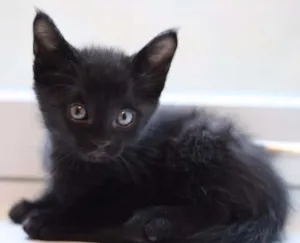 Gato raça  idade Abaixo de 2 meses nome Gatos pretos da sort