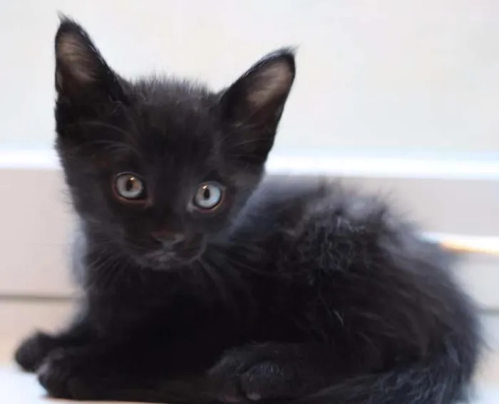 Gato ra a  idade Abaixo de 2 meses nome Gatos pretos da sort