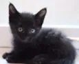 Gatos pretos da sort