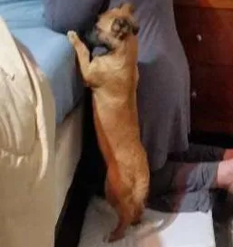 Cachorro ra a Srd idade 2 a 6 meses nome Bob