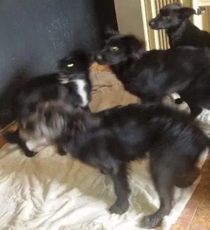 Cachorro raça  idade 2 a 6 meses nome Neguinha