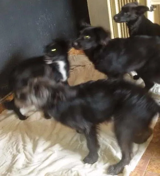 Cachorro ra a  idade 2 a 6 meses nome Neguinha