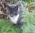 Gato