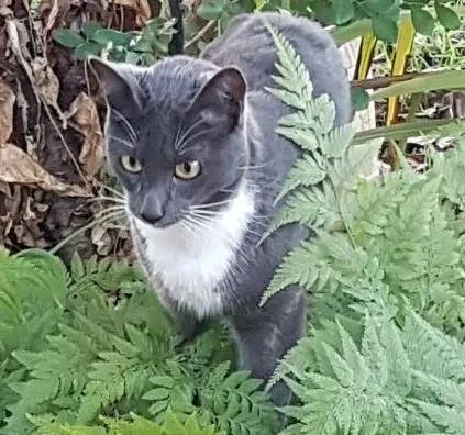 Gato ra a Azul Russo mistiço idade 1 ano nome Gato