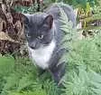 Gato raça Azul Russo mistiço idade 1 ano nome Gato