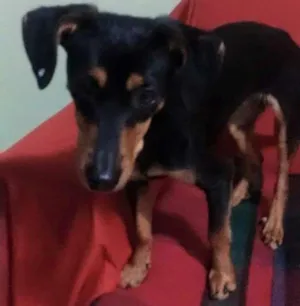 Cachorro raça vira lata - Pinscher com Basset idade 1 ano nome JUJU
