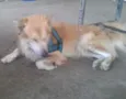 Bob