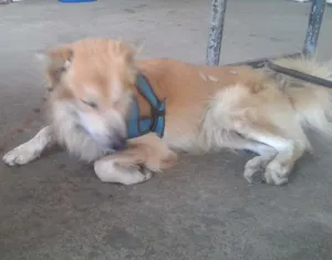 Cachorro raça Rock Seberiano com show show idade 5 anos nome Bob