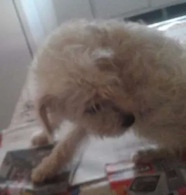 Cachorro ra a Poodle idade 7 a 11 meses nome Branquinha