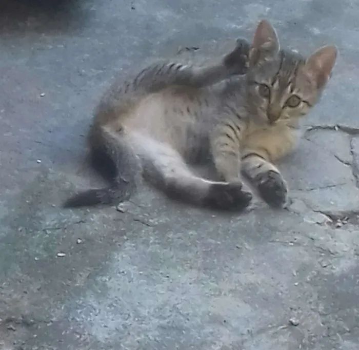 Gato ra a SRD idade Abaixo de 2 meses nome Não tem