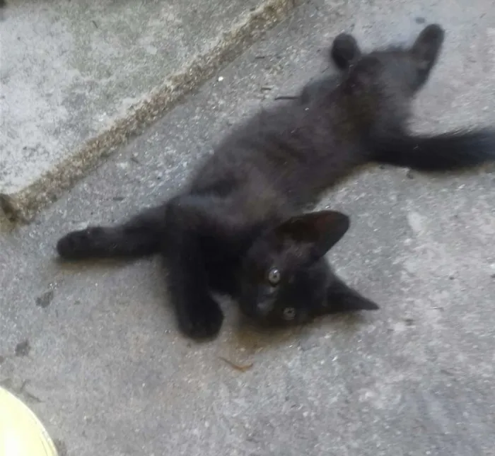 Gato ra a SRD idade Abaixo de 2 meses nome Não tem