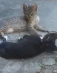Não tem