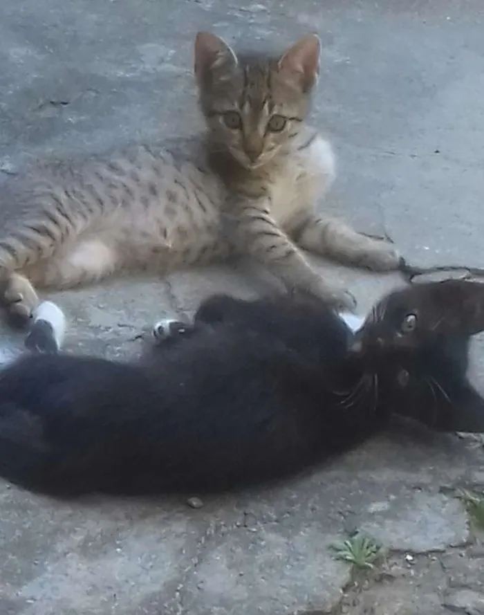 Gato ra a SRD idade Abaixo de 2 meses nome Não tem