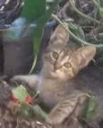 Não tem