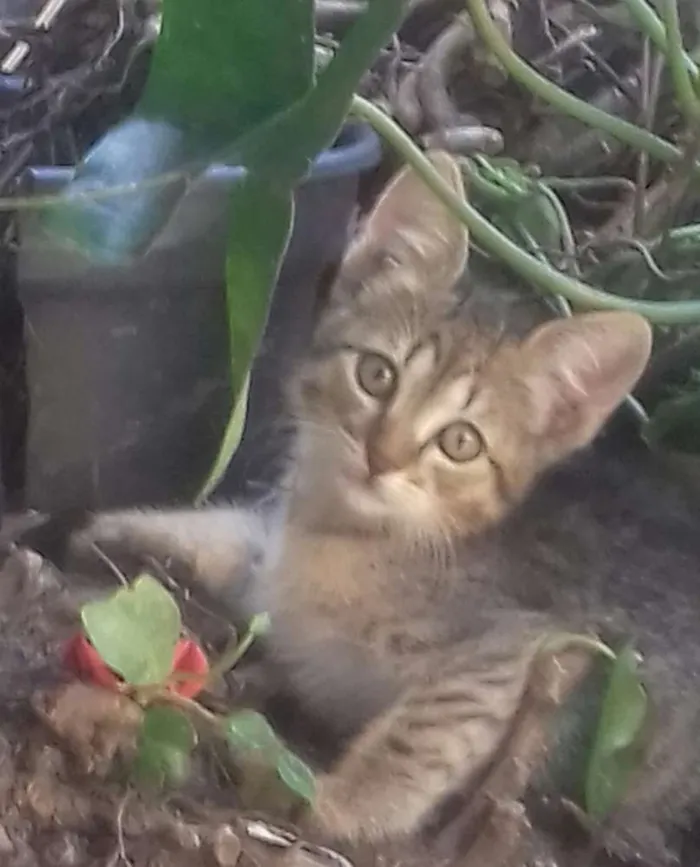 Gato ra a SRD idade Abaixo de 2 meses nome Não tem