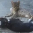 Não tem