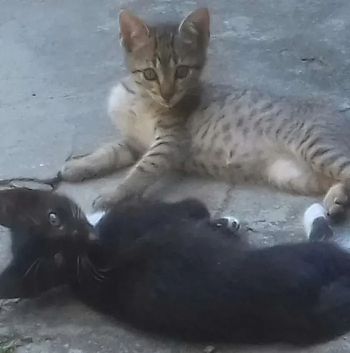 Gato ra a SRD idade Abaixo de 2 meses nome Não tem