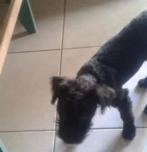 Cachorro raça Poodle mestiço idade 7 a 11 meses nome PRETINHO