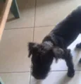 PRETINHO